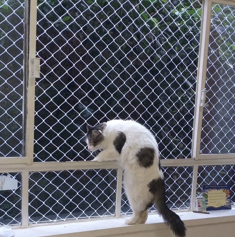 telas de proteção na penha